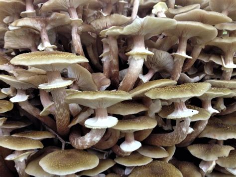 ? Mushroom | BushcraftUK Community