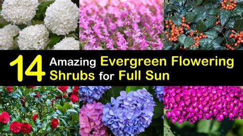 14 Amazing Evergreen Flowering Shrubs for Full Sun