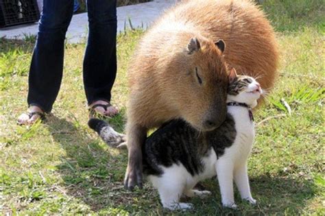 A capybara with two ducklings on its back, in the bath | MetaFilter