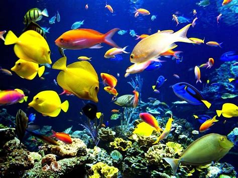 Fish Laptop Wallpapers - Top Free Fish Laptop Backgrounds - WallpaperAccess