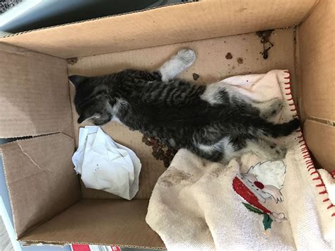 Abandoned kitten found dead inside cardboard box surrounded by rubbish ...