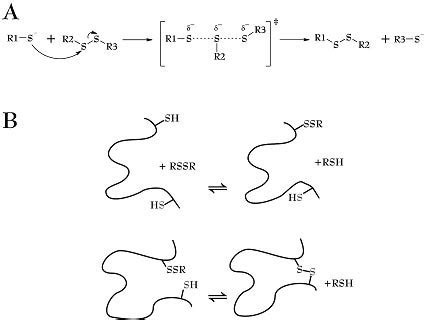 A. Thiol-disulfide exchange mechanism: in the pH range | Open-i