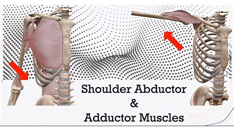 Shoulder Abduction and Adduction Muscles 3D (Origin and Insertion ...