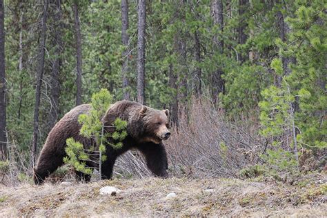 Two Lives Lost in Bear Attack at Canada's Banff National Park - Sosteniam Opereira