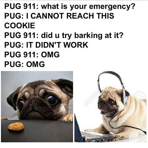 Reposting @darklordpug: ... "OMG!!!!!!!!!!!! 😫😫😱" #pugpower # ...