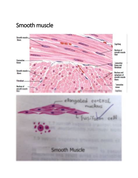 Smooth Muscle Histology Intestine Section In 2020 His - vrogue.co