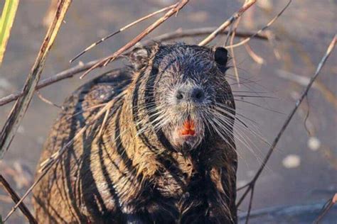 Beaver Habitat: Where Do Beavers Live In The World?