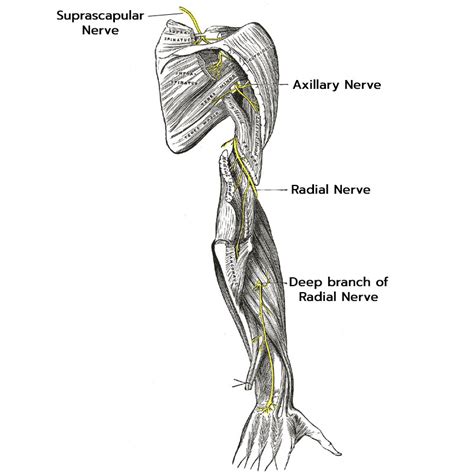 Radial Neuropathy Testing Southern California - Precision Medical Group