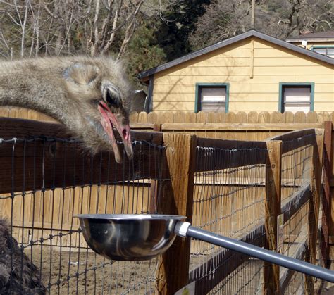 Feeding The Ostrich Free Stock Photo - Public Domain Pictures