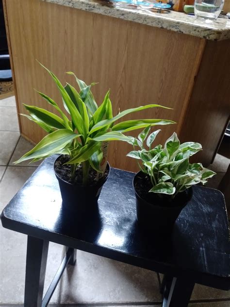 got these two beauties at home depot today! any tips? : r/houseplants