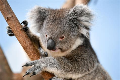 Koalas are 'functionally extinct with only 80,000 left in wild ...