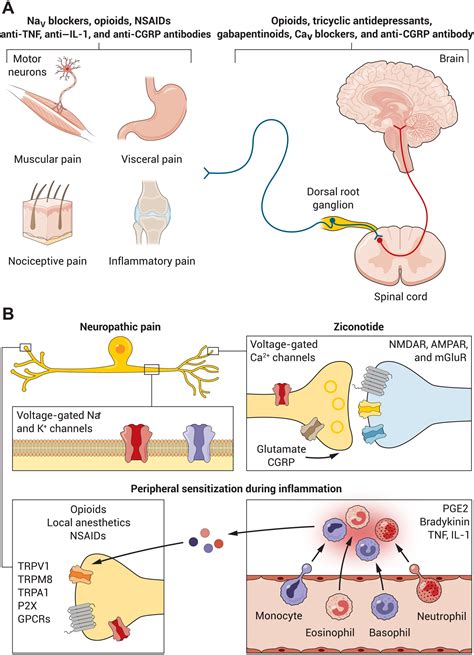 Developing nociceptor-selective treatments for acute and chronic pain ...