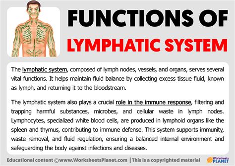 Functions of Lymphatic System