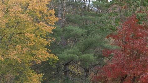 Great Smoky Mountains National Park Fall colors in the Smokies bring visitors from across the ...