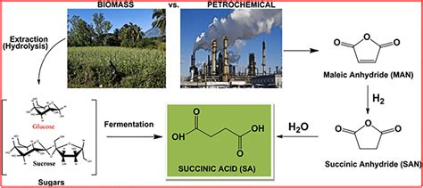 Synthesis of succinic acid through sustainable feedstock versus ...