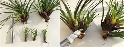 Easy Propagation of Air Plants Types Of Air Plants, Air Plants Decor, Hanging Air Plants, Air ...