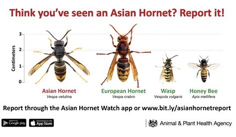 Call for public to keep watch and report any sightings of Asian hornets - The Solihull Observer