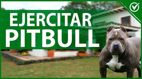 🐶 Mejores Ejercicios para Perros Pitbull | Guía de Entrenamiento y ...