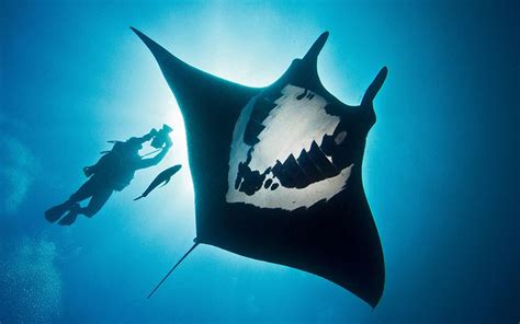 Pictures of the day: 15 February 2016 | Underwater photographer, Manta ...