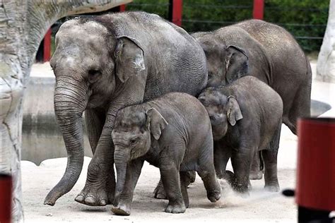 Zoo babies of 2018 - A baby Sumatran elephant called Vera (L), with her family at the Madrid Zoo ...