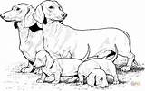 Dachshund With Puppies coloring page  Free Printable Coloring Pages sketch template