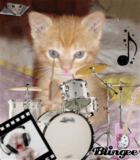 cats plays drums too ~ Picture #75308338 | Blingee.com