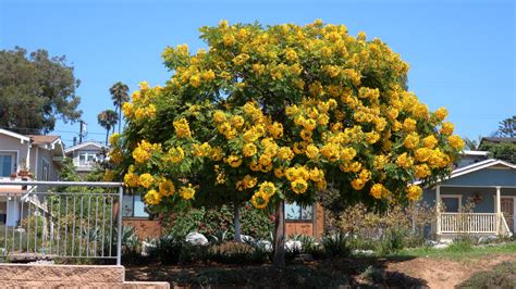 17 Beautiful Cassia Tree Varieties - ProGardenTips