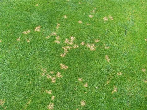 Lawn Disease Identification Part 5: Dollar Spot | Valley Green Companies