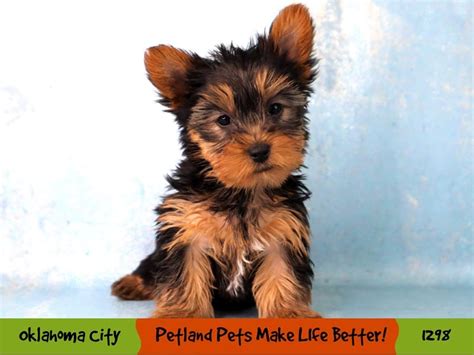 Yorkshire Terrier-DOG-Female-Black / Tan-3911555-Petland Oklahoma City & Tulsa