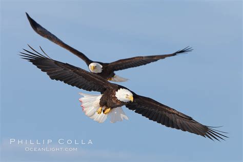 Bald Eagle – Natural History Photography Blog