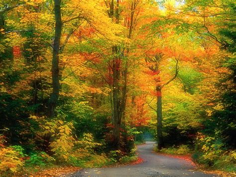 Fall arrival, fall, autumn, trees, orange, HD wallpaper | Peakpx