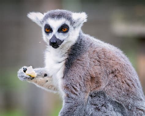 Photo Of A Lemur Eating · Free Stock Photo