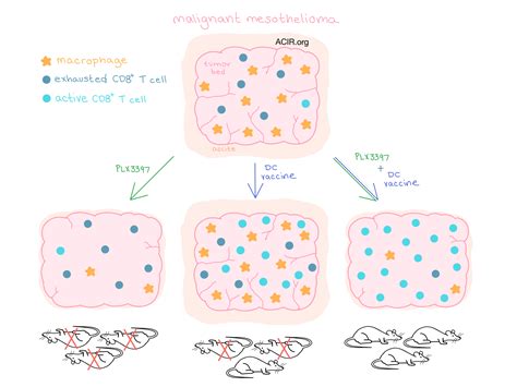 Depletion of tumor-associated macrophages with a CSF-1R kinase inhibitor enhances antitumor ...