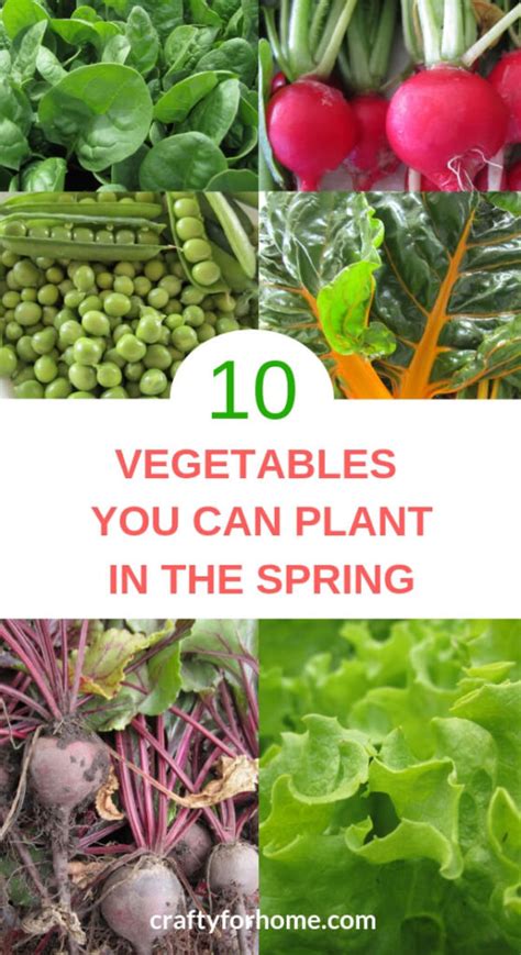 10 Vegetables You Can Plant In The Spring | Crafty For Home