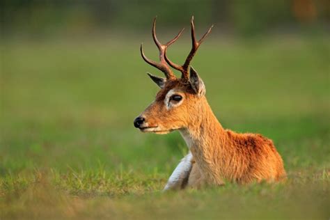 Pampas deer (Ozotoceros bezoarticus) by Murray Thomas - Wild Deer & Hunting Adventures