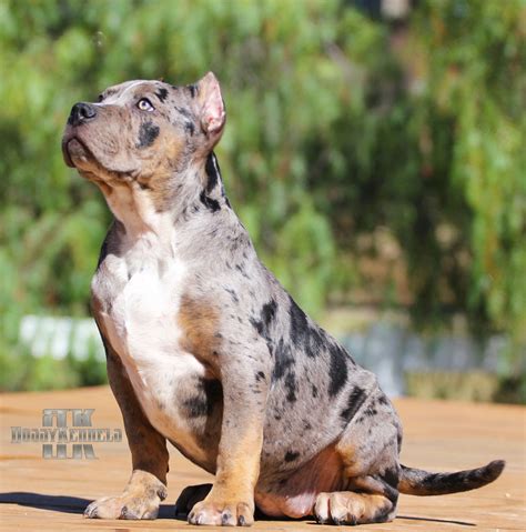 The Best Merle Bully Puppies Ideas - Kinds of puppies