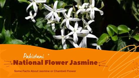 Pakistani National Flower | Some Facts About Jasmine Flower ...