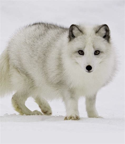 Wildlife of the Arctic Flashcards | Memorang