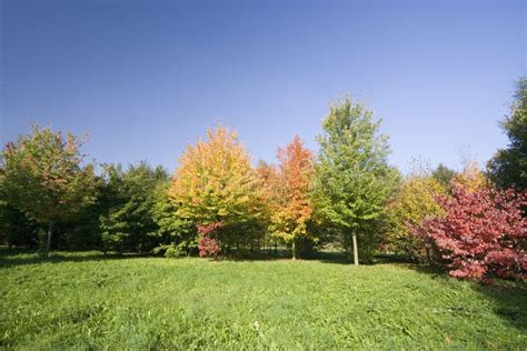 Indian summer colors stock photo. Image of natural, season - 35015000