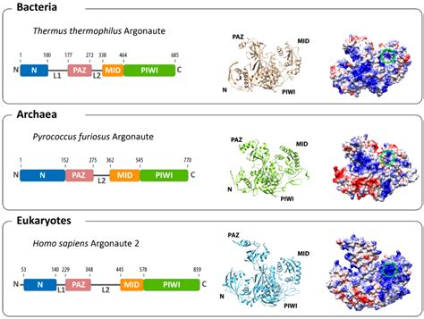 Life | Free Full-Text | A Prokaryotic Twist on Argonaute Function