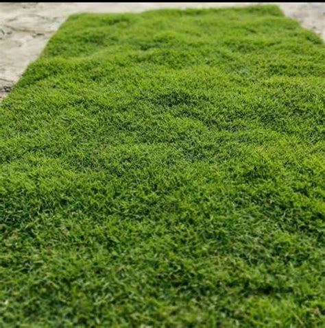 National Natural Lawn grass Carpet at Rs 5/sq ft in Rajarhat Gopalpur ...