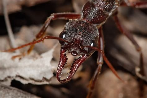 10 Weird Insects found in Australia :: Western AllPest Services | Pest Control Specialist in ...