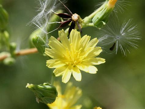 Lactuca virosa Seeds ~ 20+ Seeds ~ Opium Lettuce For Tea, Resin extract, Pain. - Seeds & Bulbs