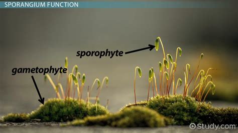 Sporangium & Sporangiospores | Definition & Function - Lesson | Study.com