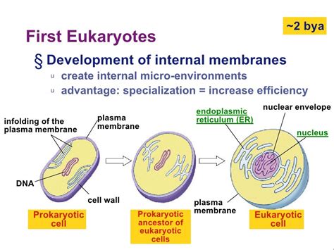 Endosymbiosis Evolution Of Eukaryotes