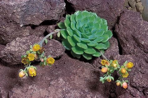 Xerophyte | plant | Britannica