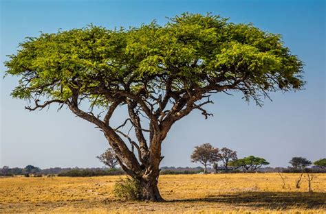 African Grassland Plant Names