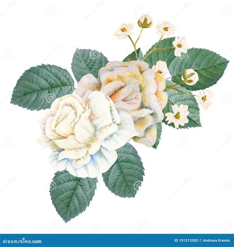 Vintage White Hand Painted Rose Bouquet Stock Photo - Image of beauty ...