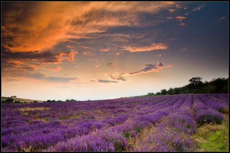 A lavender field | Landscape photos