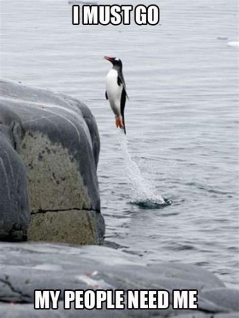 8 best Funny Penguin Pictures images on Pinterest | Funny penguin ...